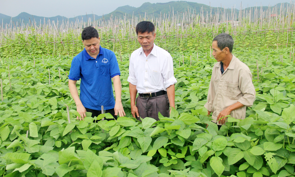 Over 92 billion VND invested to build agricultural production and consumption chains